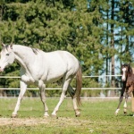 CHLOE - out of Shes Just Royally Cool APHA (Owned by Deanna Phillips)